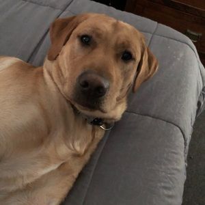 Meet your Posher, Dave